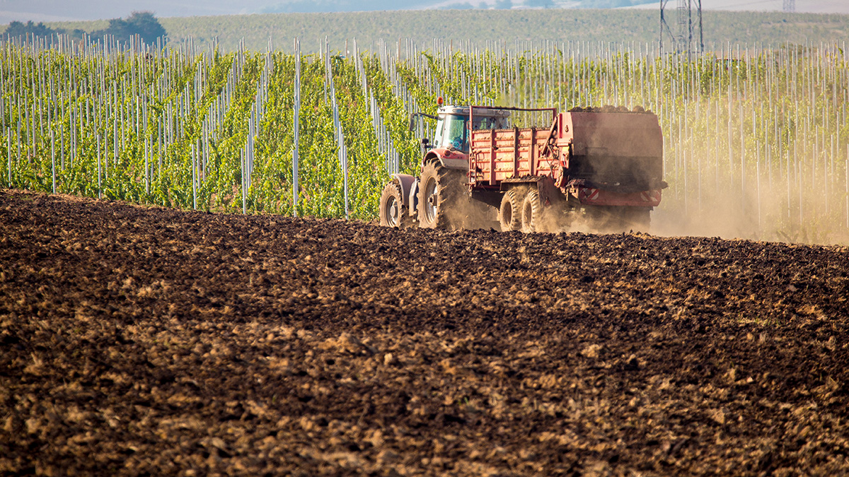Tractor with spreader broadcasting dark organic material across a tilled agricultural field with a vineyard in the background â€” biosolids applied as fertilizer carry PFAS into soil, crops, and groundwater