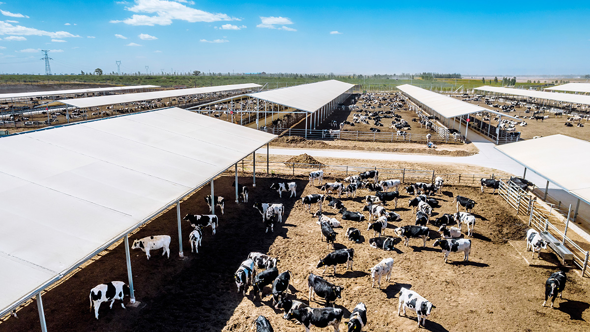 Aerial view of a large-scale commercial dairy operation in arid terrain, with Holstein cattle in open-sided shelters and feedlots. Operations the scale of Highland Dairy in Clovis, NM concentrate thousands of cattle on shared water and feed supplies, so PFAS contamination of upstream sources reaches the entire herd at once.