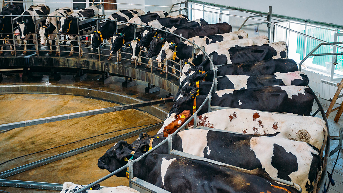 Holstein dairy cattle on a rotary milking parlor at a modern commercial dairy